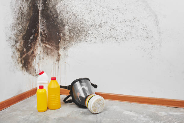 Best Mold Removal Company Near Me  in Fletcher, NC