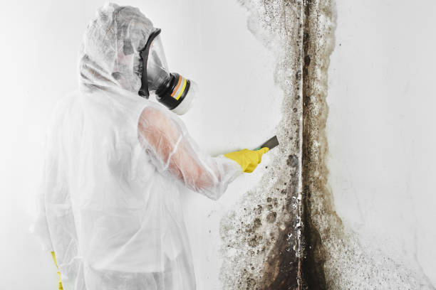 Trusted Fletcher, NC Mold Removal Experts