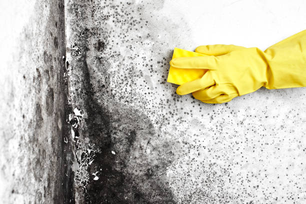 Best Emergency Mold Removal  in Fletcher, NC