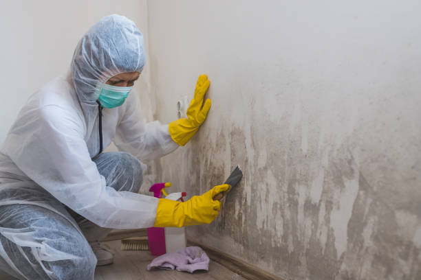 Best Toxic Mold Removal  in Fletcher, NC