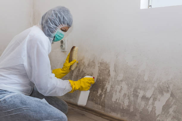 Best Mold Testing and Removal  in Fletcher, NC
