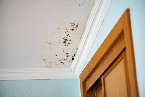 Best Mold Remediation  in Fletcher, NC