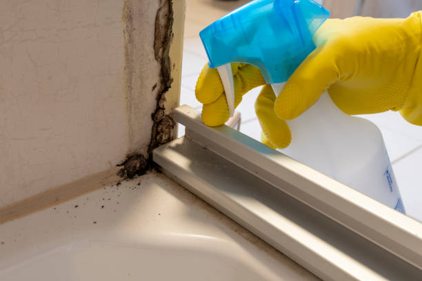 Best Mold Removal Specialists  in Fletcher, NC