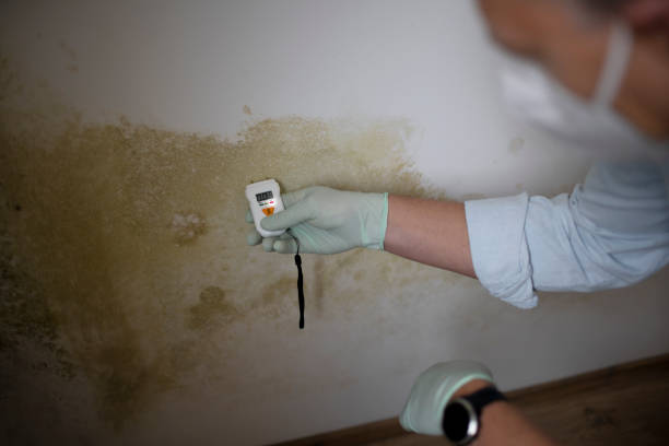 Best Commercial Mold Removal  in Fletcher, NC