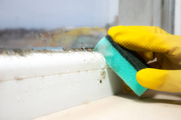 Best Toxic Mold Removal  in Fletcher, NC