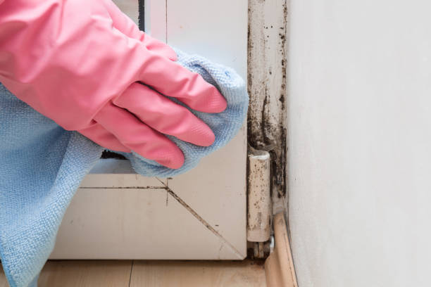 Best Toxic Mold Removal  in Fletcher, NC