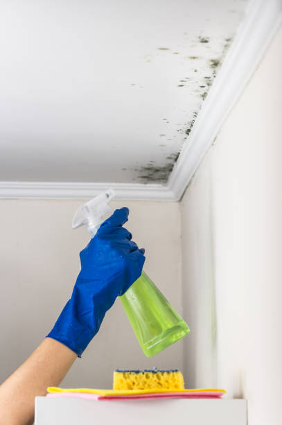 Mold Testing and Removal in Fletcher, NC