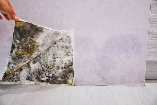 Best Mold Removal Near Me  in Fletcher, NC